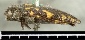 Media type: image;   Entomology 2723 Aspect: habitus lateral view